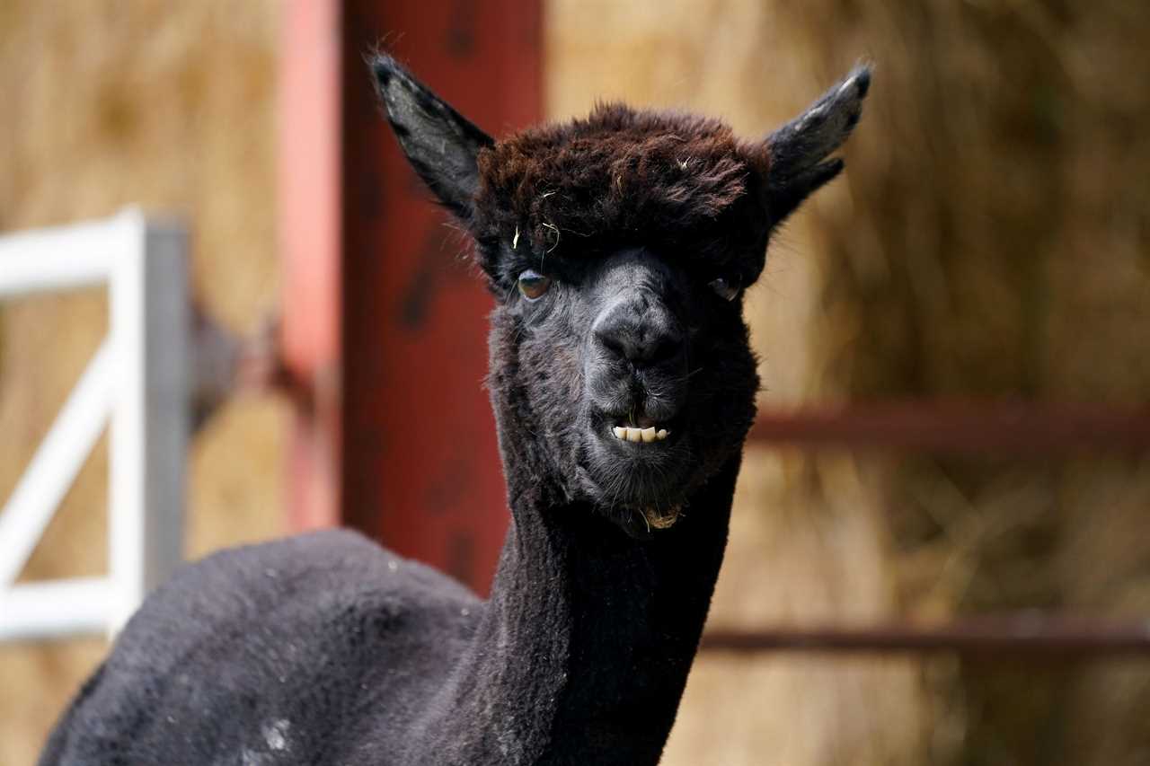 Alpaca to be killed after last-gasp bid to save him fails in High Court