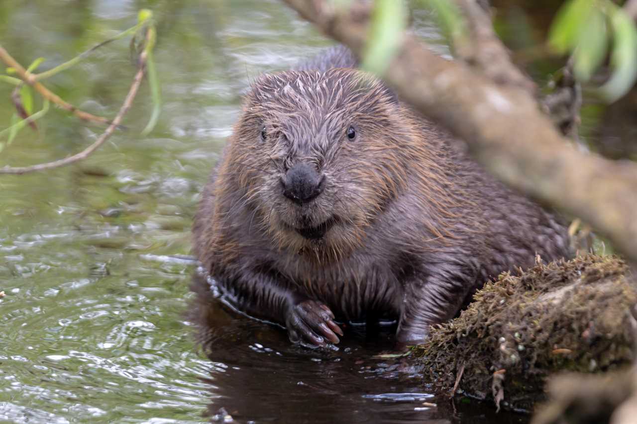 Hundreds of beavers to be released into the wild in England to help combat flooding