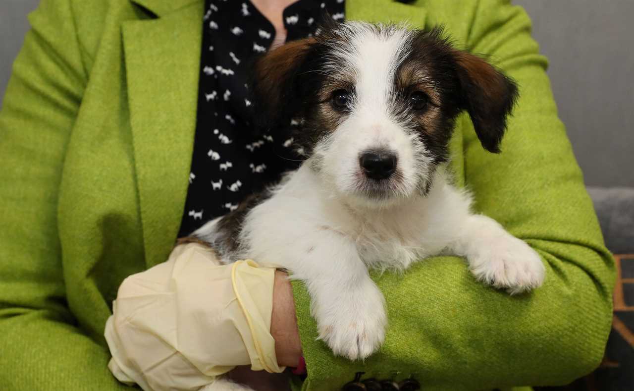 Dognappers could now face seven years in jail as ministers launch crackdown on lockdown pet thieves