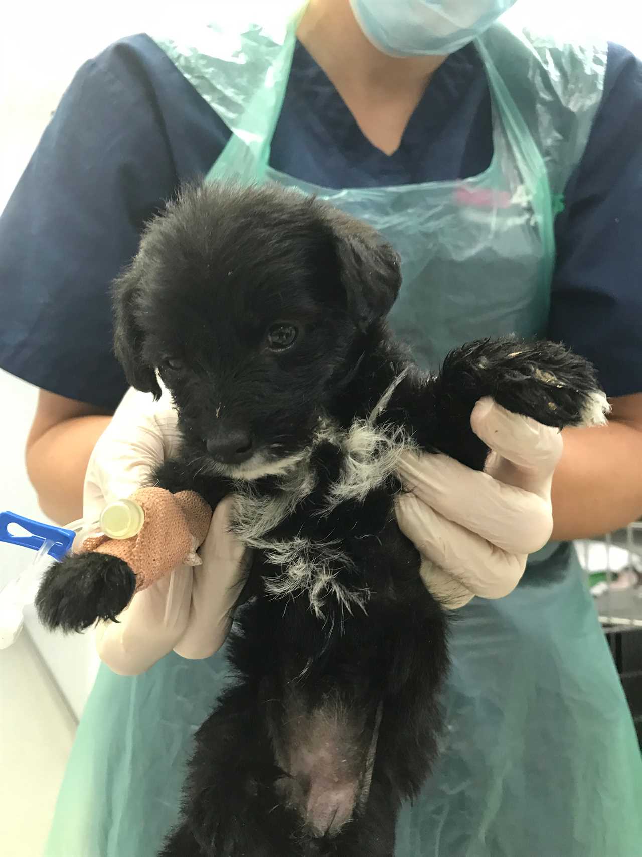 Dog lovers give up ‘untrained’ puppies with separation anxiety after buying pets in lockdown as RSPCA braces for deluge