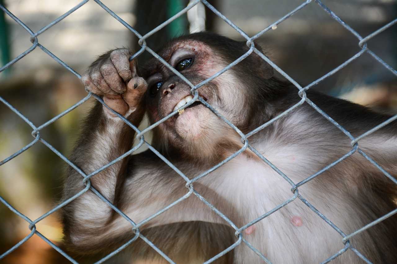 Covid was ‘engineered by scientists for CARNAGE’ and may have infected Patient Zero after MONKEY BITE, book claims