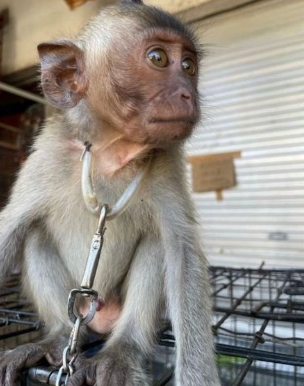 Baby monkeys chained up by NECKS in horror wet market that spark next pandemic after Covid