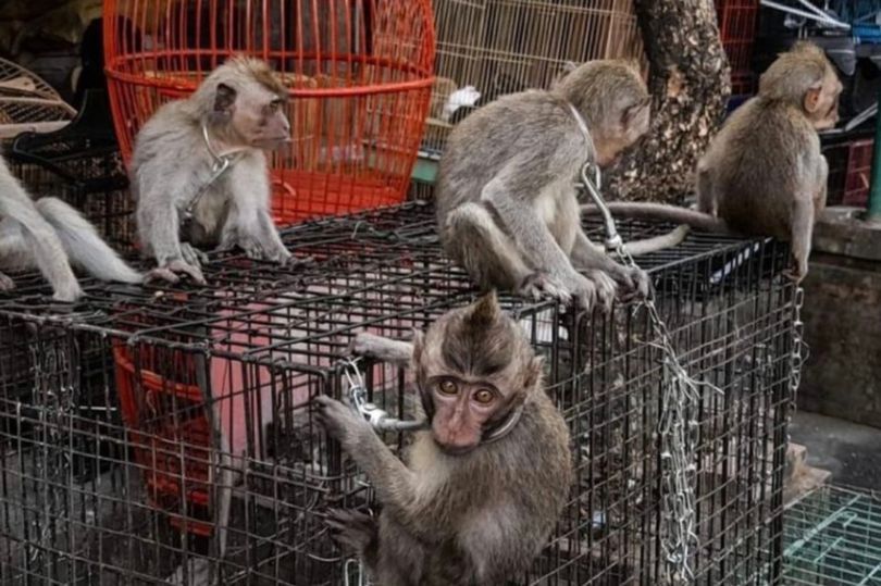 Baby monkeys chained up by NECKS in horror wet market that spark next pandemic after Covid