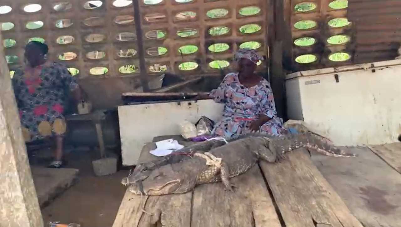 Baby monkeys chained up by NECKS in horror wet market that spark next pandemic after Covid