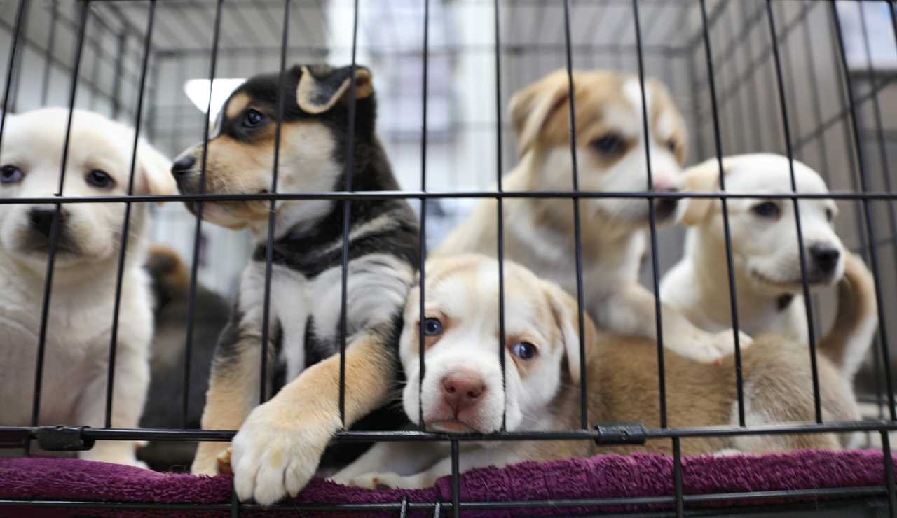 MPs hit at ministers ‘twiddling their thumbs’ as pet smugglers are slipping away