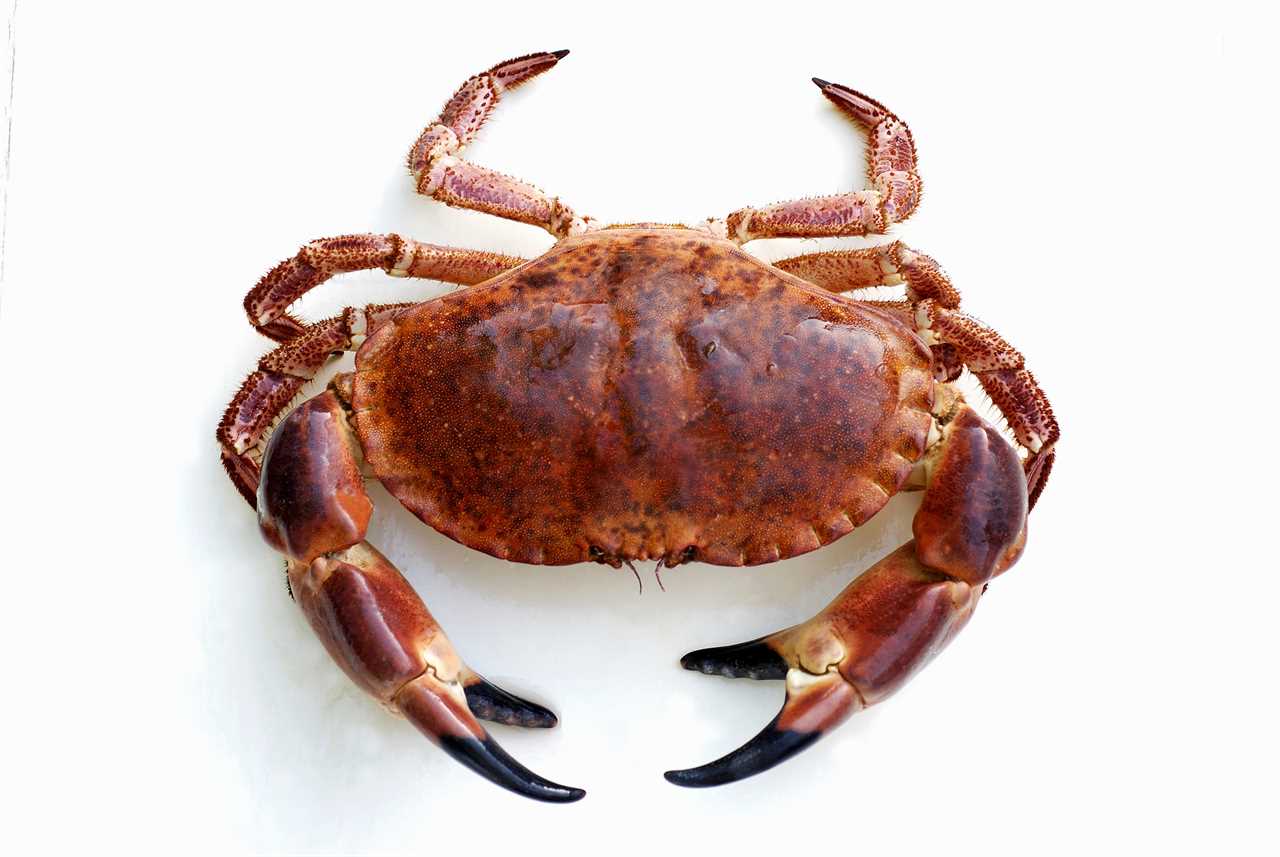 Britain and EU could be set for crab wars as relations over fisheries becomes ‘toxic’