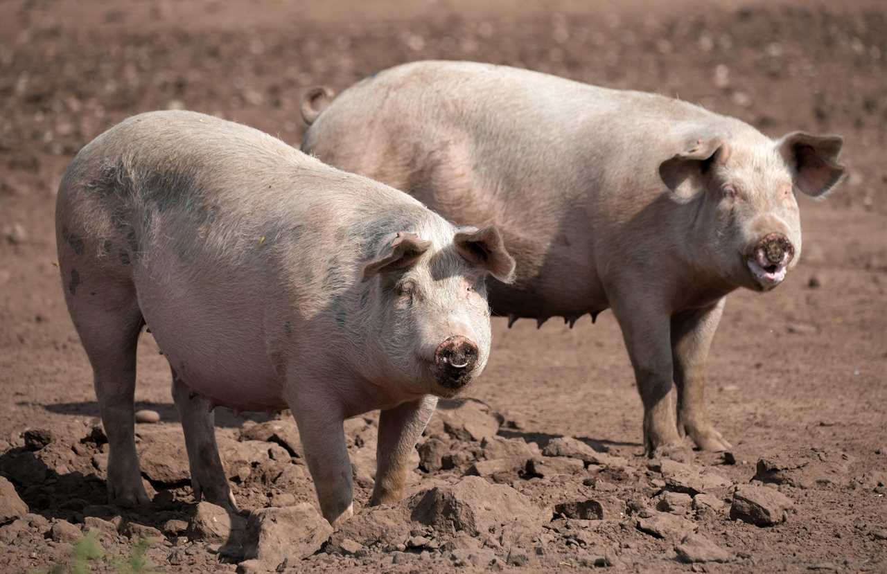 Over 100,000 super-fat pigs face being ‘shot on the farm’ due to shortage of butchers