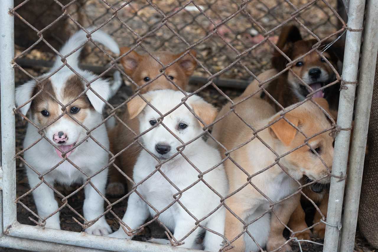 Outrage as 15 dogs including mum and her pups slaughtered by Australian council over draconian Aussie lockdown rules