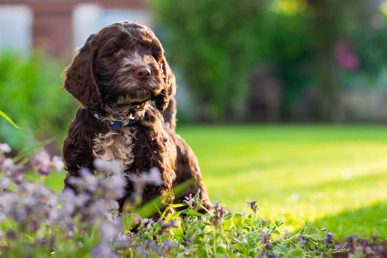 Dog owners living with boisterous four-legged ‘teen’ pooches bought in lockdown ruining their gardens and homes