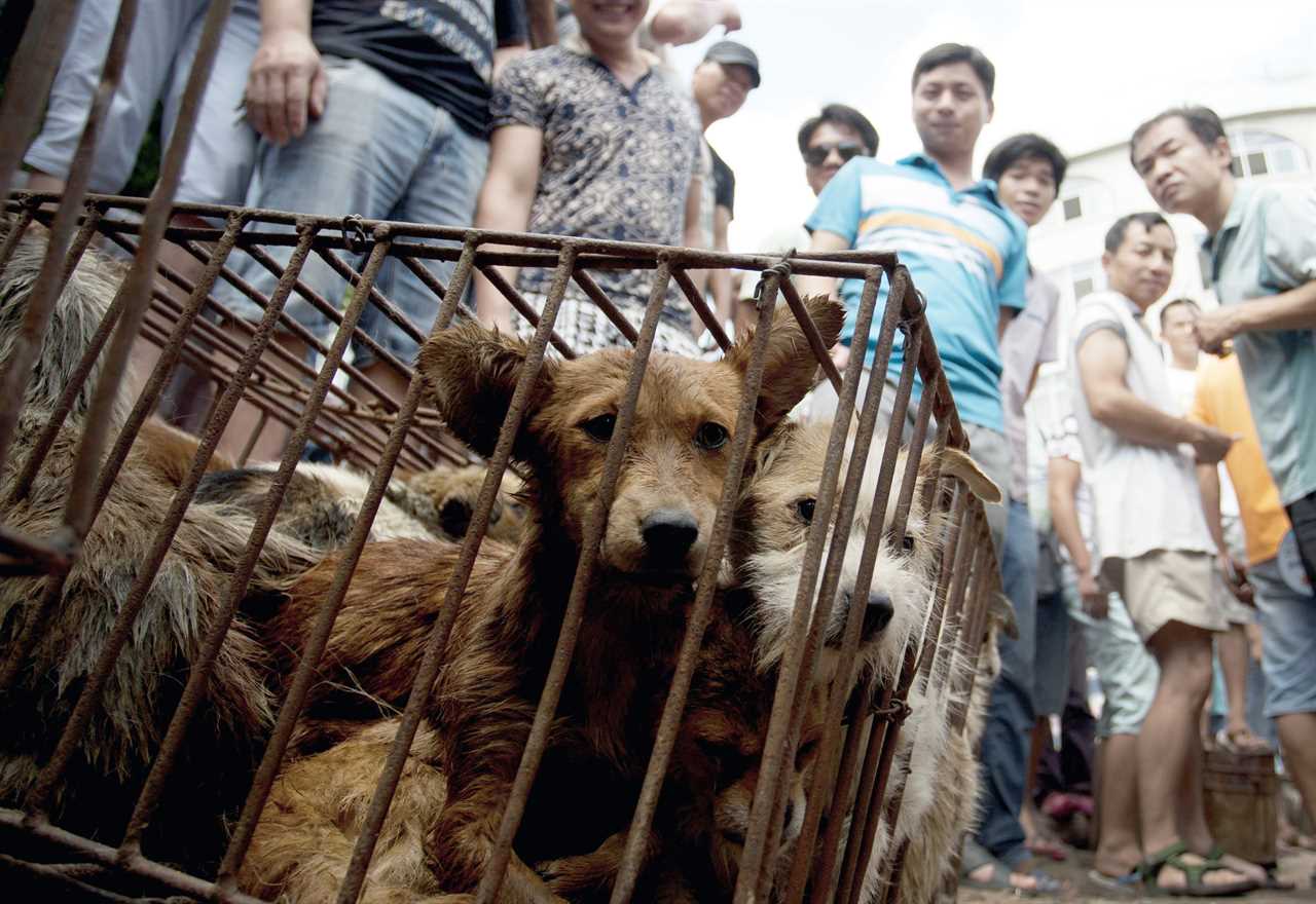 China slaughtering pet dogs & cats of Covid patients in bid to stop the virus under draconian new law