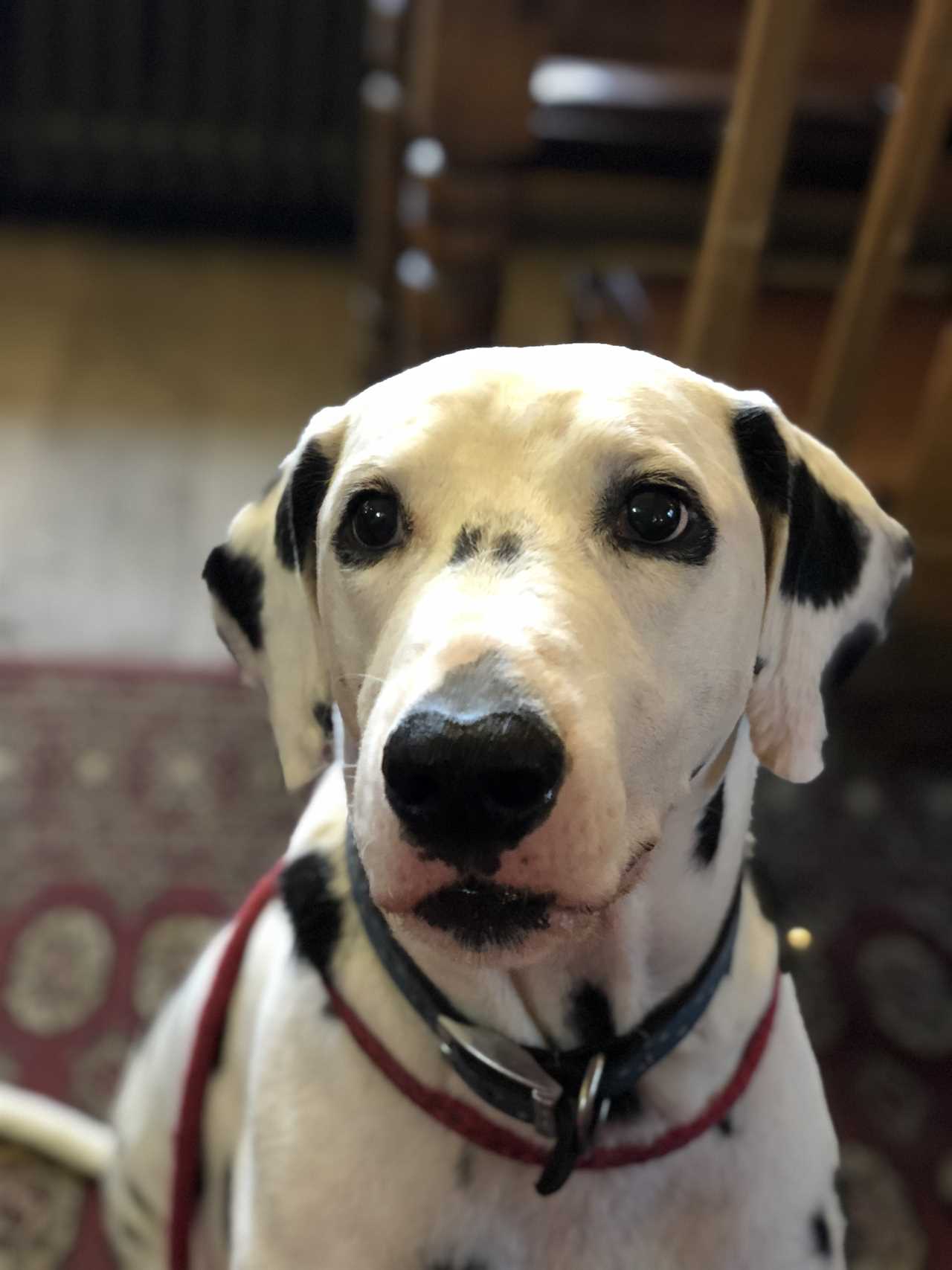 Dalmation ‘becomes first dog in Britain to test positive for Covid’