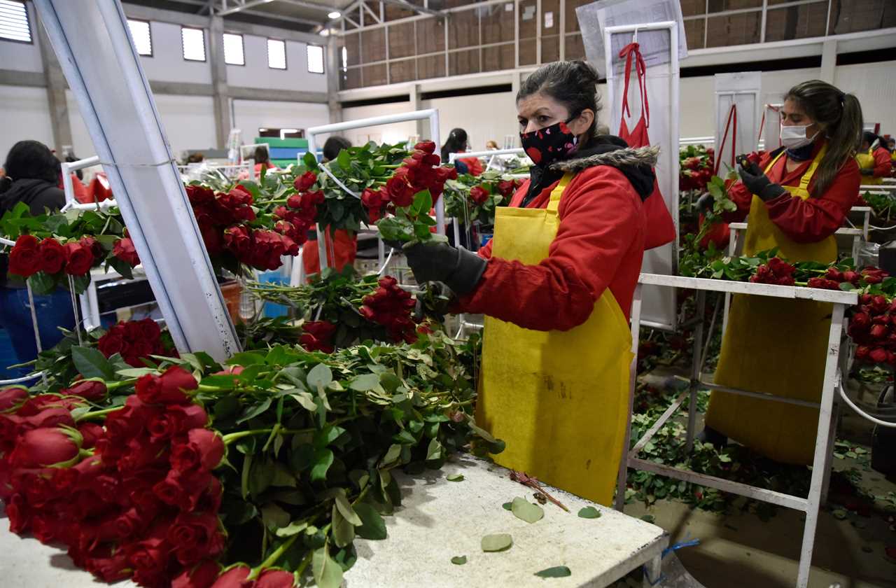 Valentine’s Day flower shortage to leave customers paying more – make sure to order yours in time