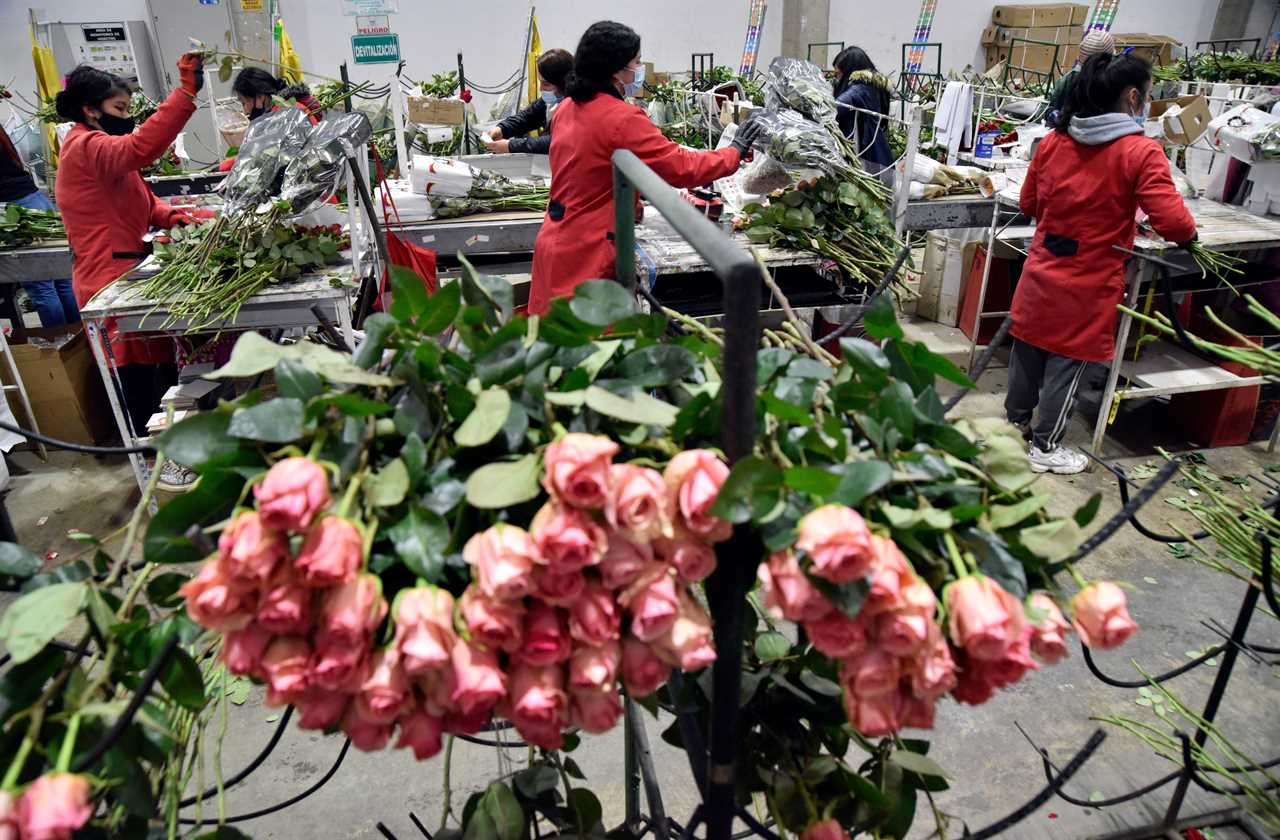 Valentine’s Day flower shortage to leave customers paying more – make sure to order yours in time