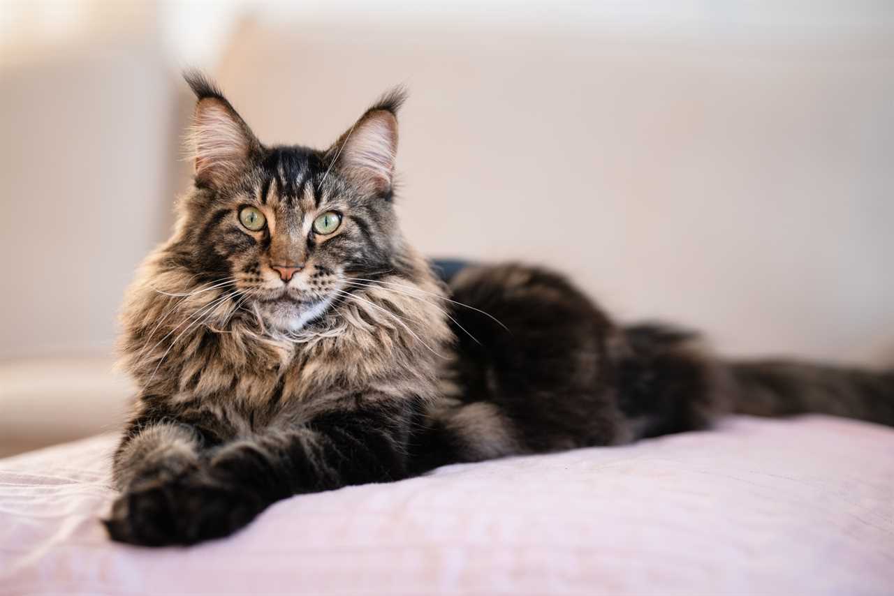 Cat owners face £500 fines if they don’t get pets microchipped under new laws