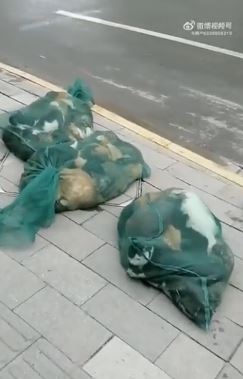 Sickening video shows Shanghai cops ‘stuffing dozens of live cats in bags to be slaughtered’ under brutal Covid lockdown