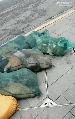 Sickening video shows Shanghai cops ‘stuffing dozens of live cats in bags to be slaughtered’ under brutal Covid lockdown