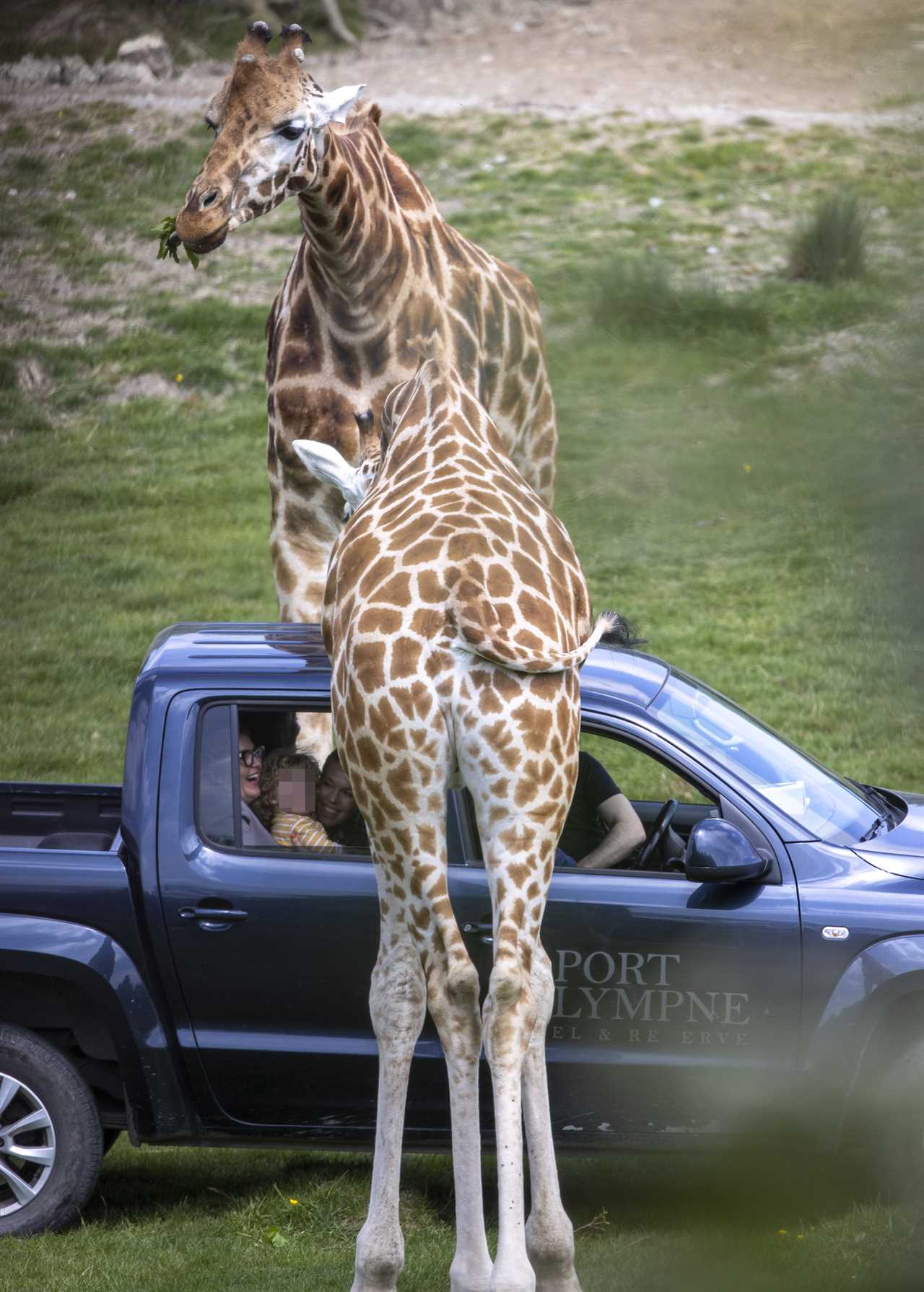 Carrie Johnson’s son Wilfred squeals with joy as giraffes approach him at safari park