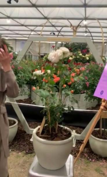 Deborah James visits Chelsea Flower Show to see rose named after her & says ‘it meant absolutely everything to me’