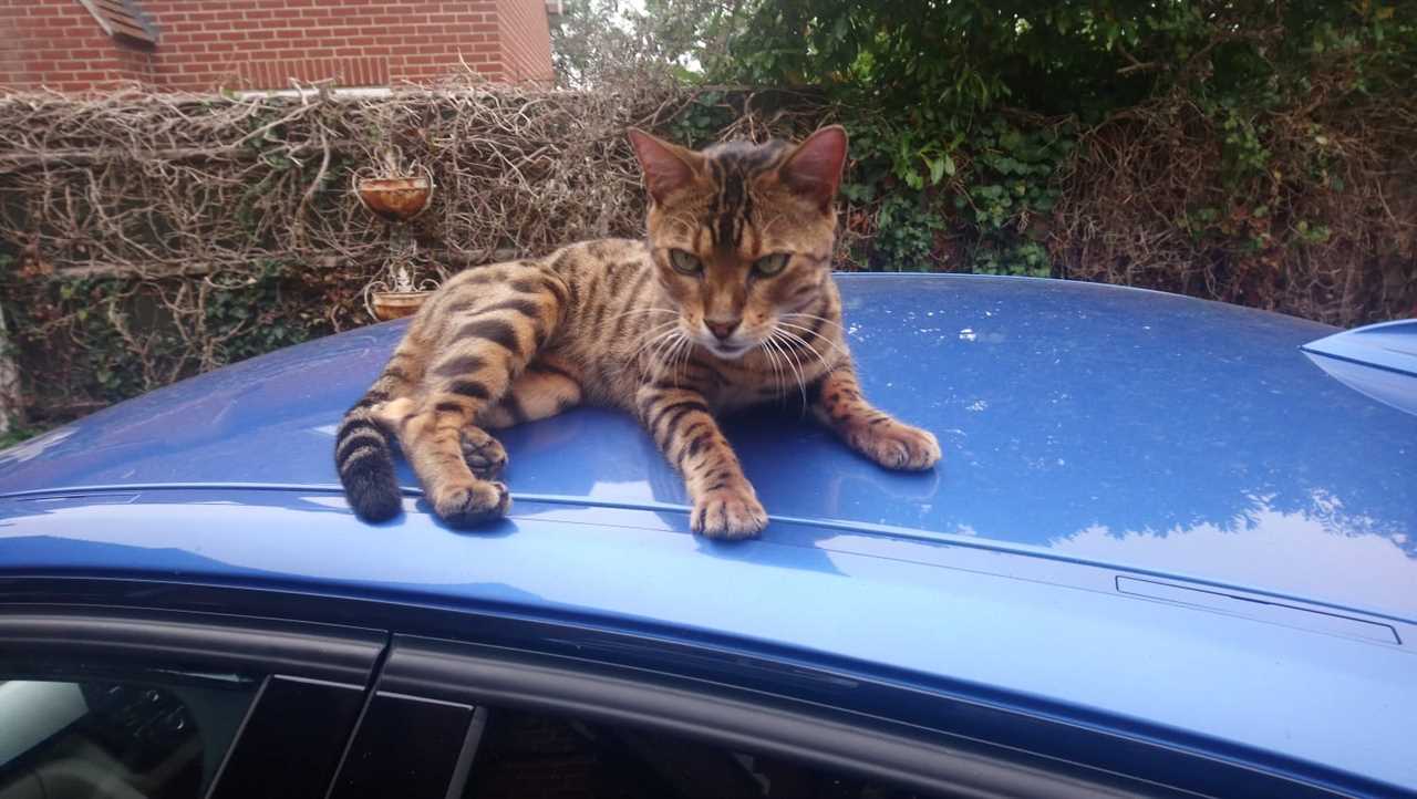 Heartbroken family of beloved Bengal cat run over by MP Tobias Ellwood claim he refused to apologise