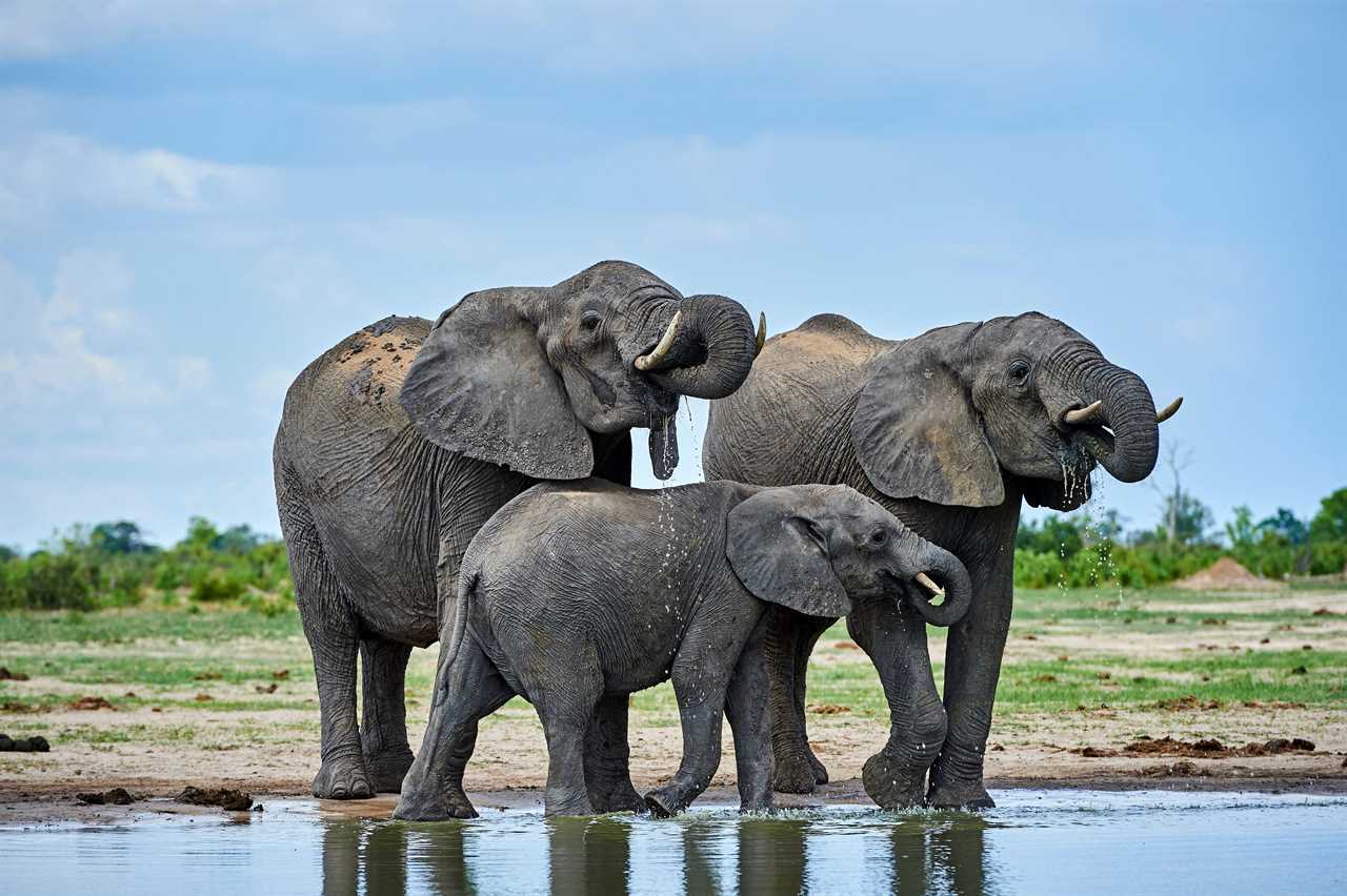 Elephants may hold the key to curing cancer, researchers claim
