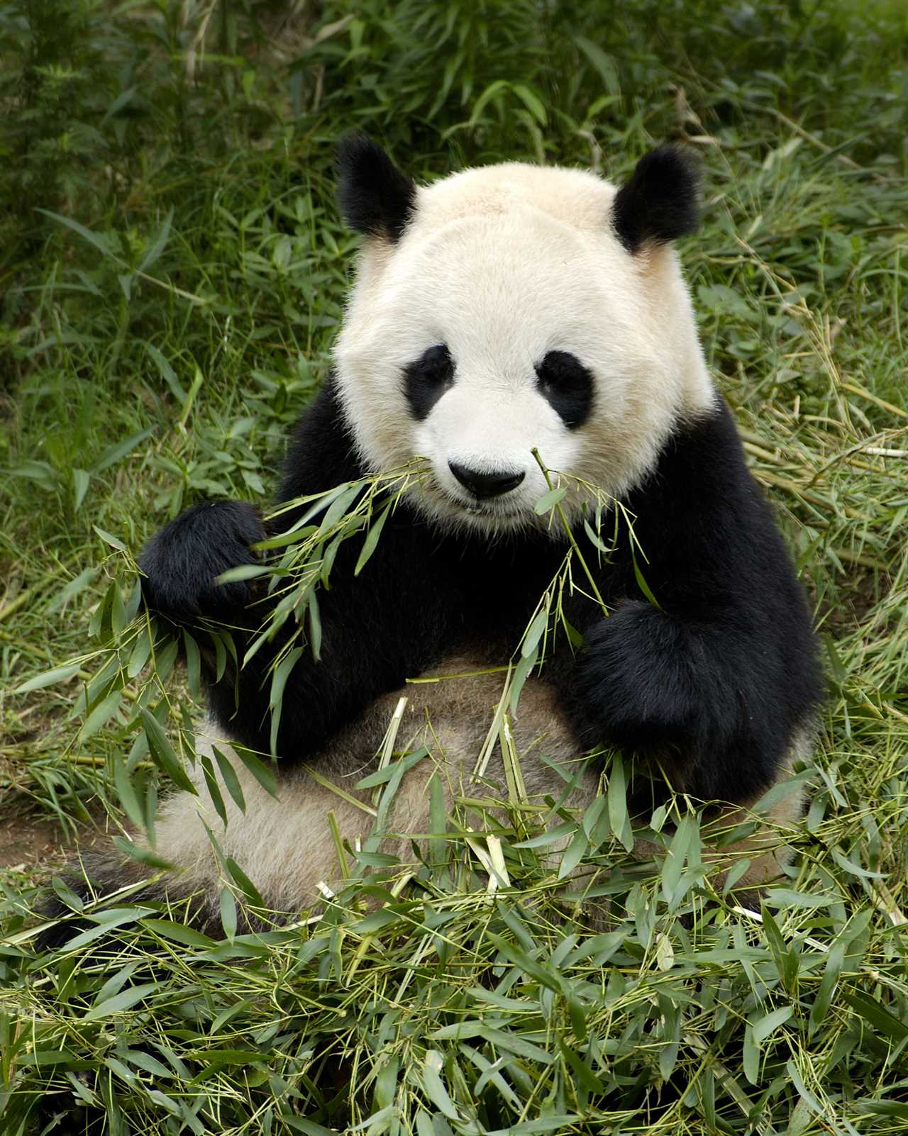 Ministers looking at using high-tech bamboo to help Britain’s rail network go green