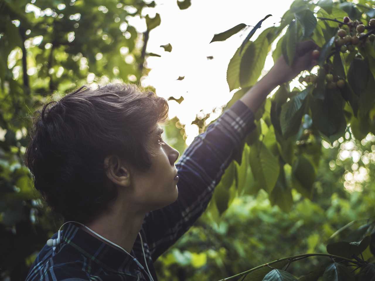 Britain will open borders to 45,000 foreign fruit pickers despite millions of Brits claiming out of work benefits