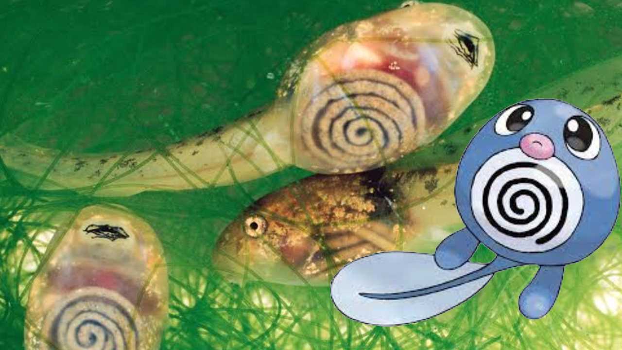 Five Pokémon that are based on the strangest real-life animals