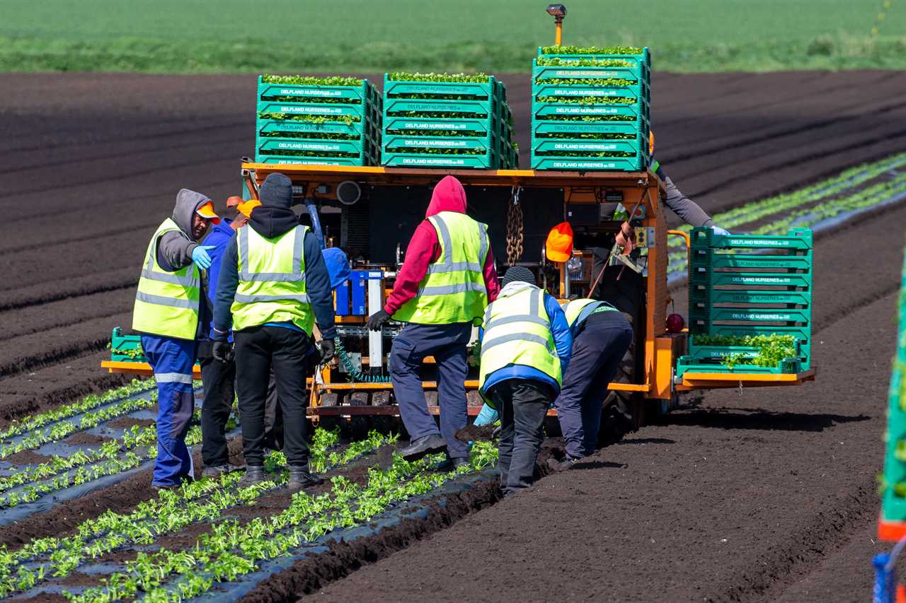 Mass immigration has not made UK more productive, admits Government’s top expert