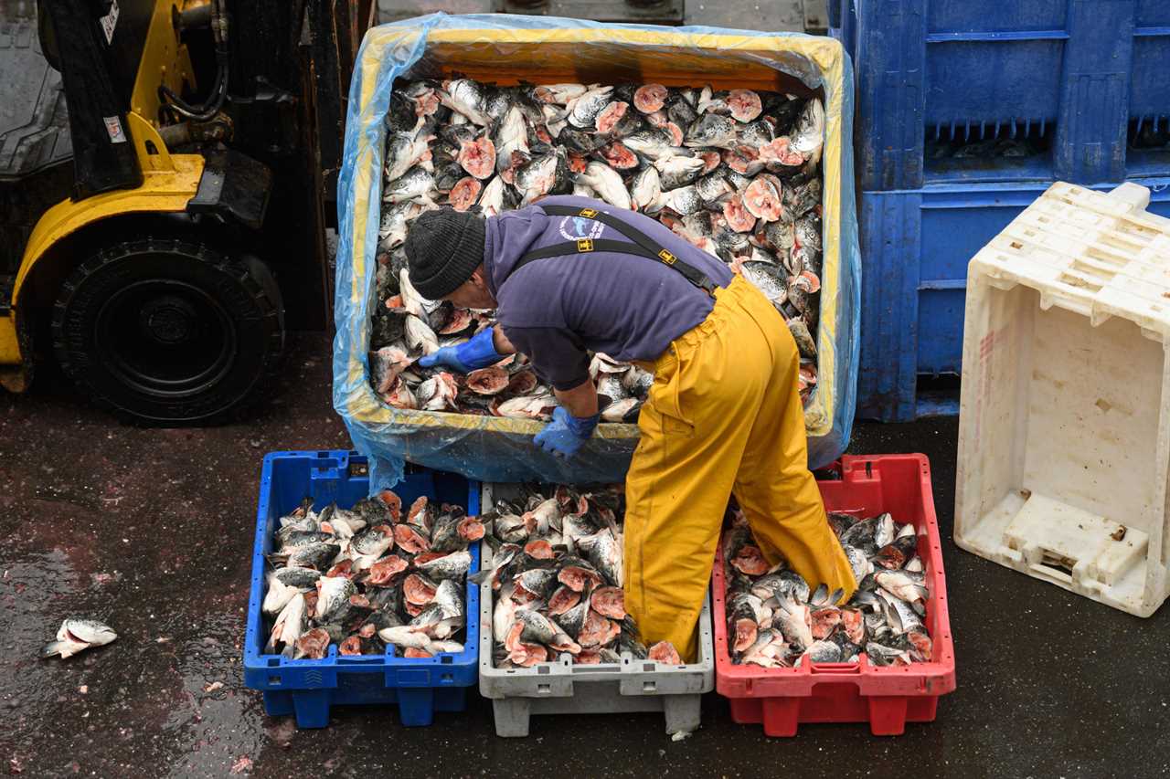 A fisherman sorts and loads trays of salmon heads to be used as bait for crab and lobster pots as he prepares for their next voyage to sea, on the South Pier of Bridlington Harbour fishing port in Bridlington, north east England on December 11, 2020. - A Brexit trade deal between Britain and the European Union looked to be hanging in the balance on Friday, after leaders on both sides of the Channel gave a gloomy assessment of progress in last-gasp talks. Trade talks between the UK and the EU continue in Brussels with EU members' future access to Britain's rich fishing waters remaining a major sticking point. (Photo by OLI SCARFF / AFP) (Photo by OLI SCARFF/AFP via Getty Images)