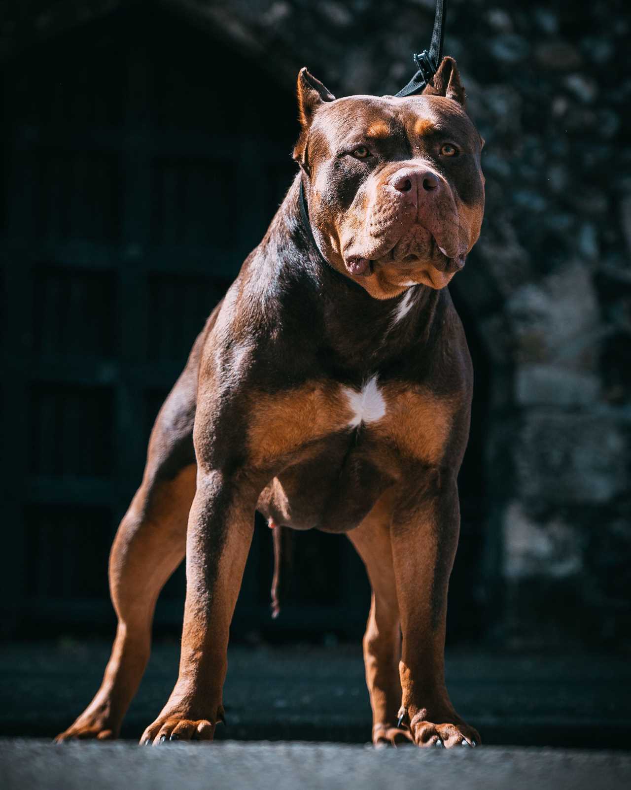 Aggressive XL Bully Dogs to Be Banned by End of Year to Prevent Violent Attacks, Rishi Sunak Announces