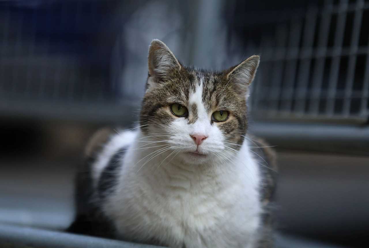 Fears grow for health of Larry the Cat in Downing Street