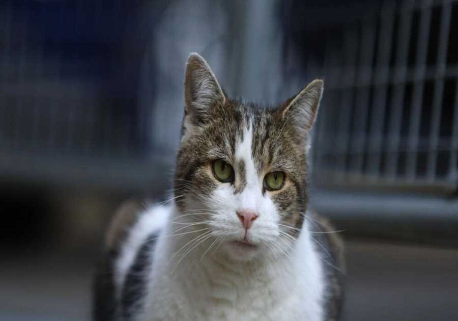 Fears grow for health of Larry the Cat in Downing Street