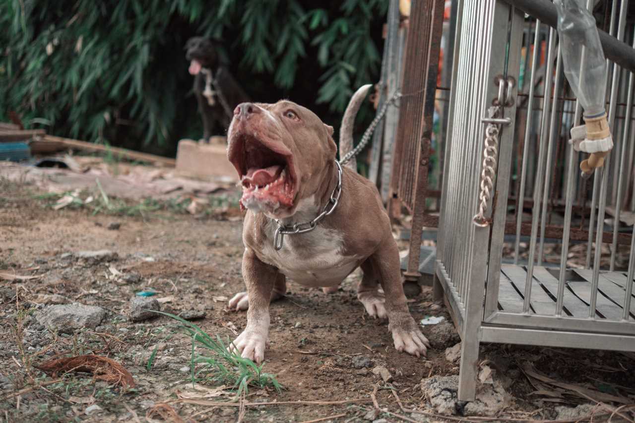 XL Bully dogs to be banned in the UK from December 31, owners may face jail time