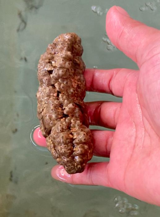 Sea Cucumber That Looks Like Dog Poo Could Hold Key to Fighting Cancer, Study Suggests