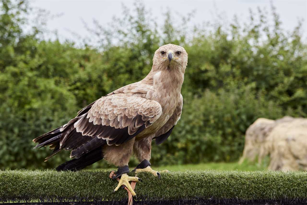 Psychic Eagle Predicts Winner of Sun’s Election Showdown – Rishi Sunak vs. Keir Starmer