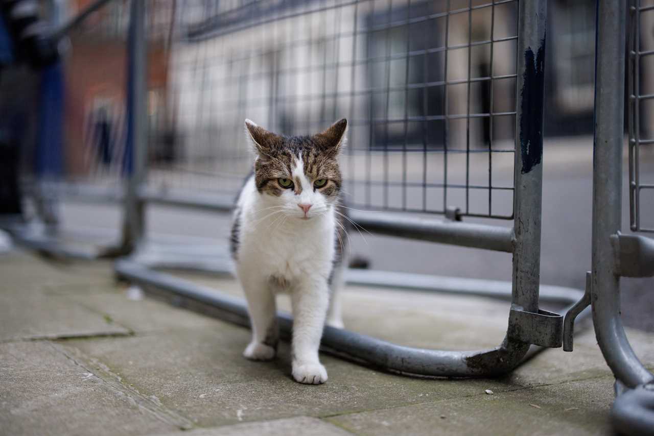 Larry the Cat Visits Vets Over Arthritis