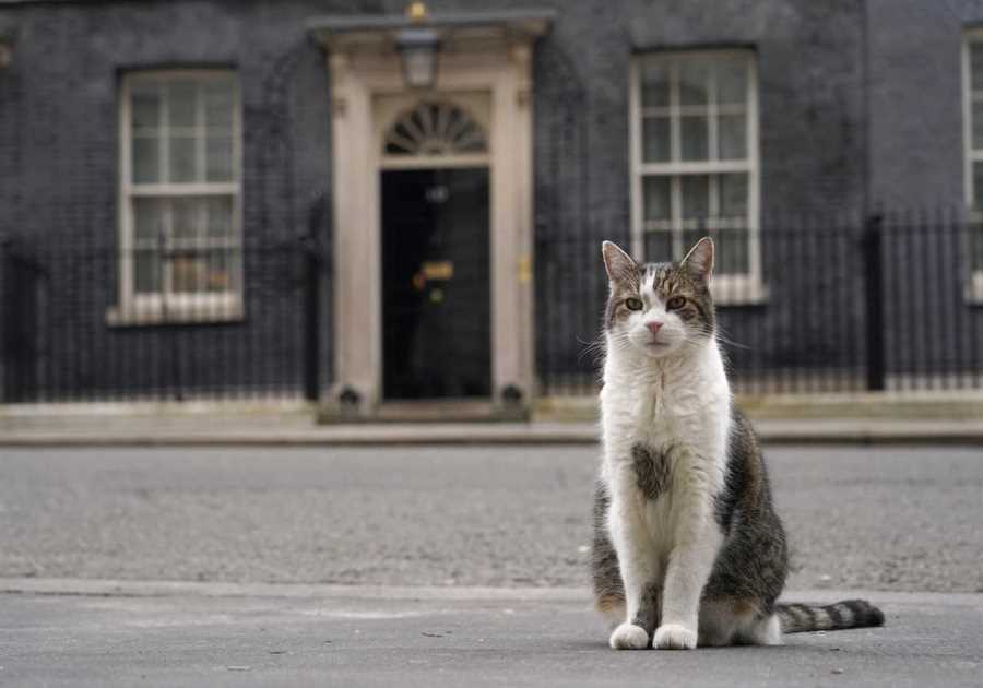 Downing Street Mouse-Catcher Larry 'Threatened' by Keir Starmer's Family Cat JoJo