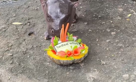 Psychic Pygmy Hippo Predicts US Election Winner