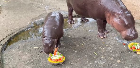 Psychic Pygmy Hippo Predicts US Election Winner