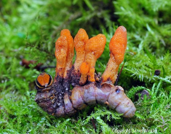 Orange Zombie Fungus Could Hold Key to Fighting Cancer, Study Finds