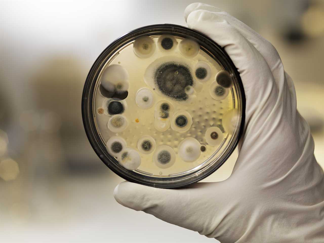 Exploring the Potential of Ancient Fungus in Cancer Treatment Advancements